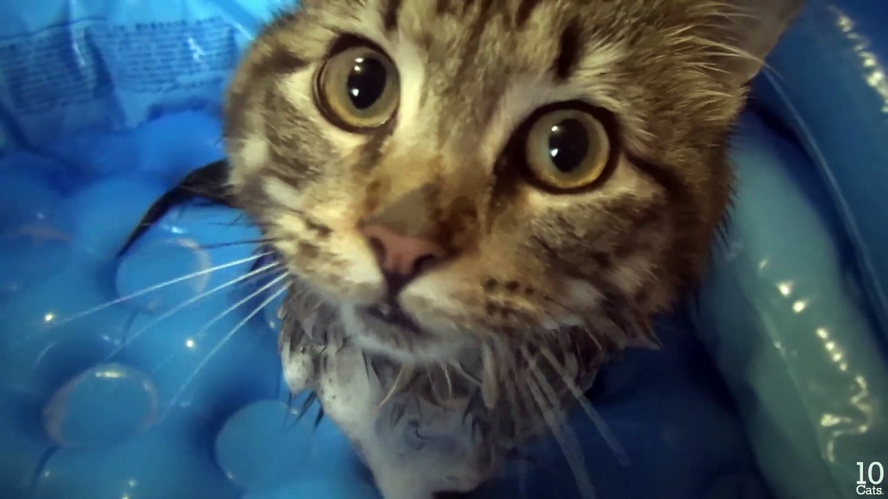 5 Cat's Bath Time. 5匹の猫のお風呂♨️