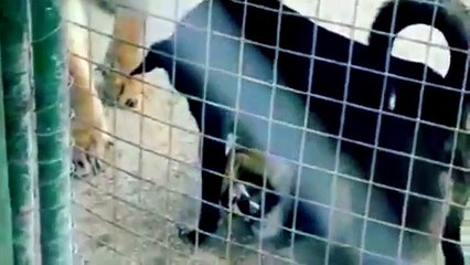 Vea cómo este perro sometió a dos leones