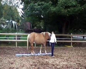 Clickertraining mit Rocky 1