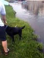 Labrador retrieving / Labrador Retriever aportuje