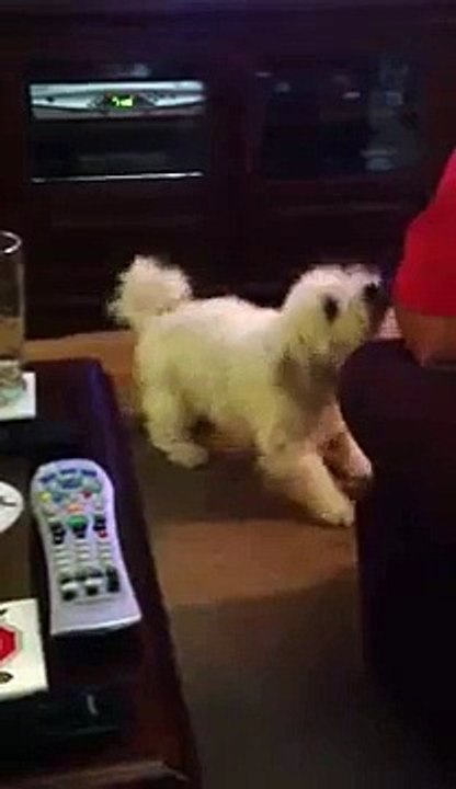 Lady playing- Bichon Frise