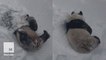 2nd video of Tian Tian frolicking in snow is possibly cuter than the 1st