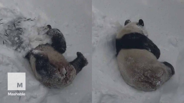 2nd video of Tian Tian frolicking in snow is possibly cuter than the 1st