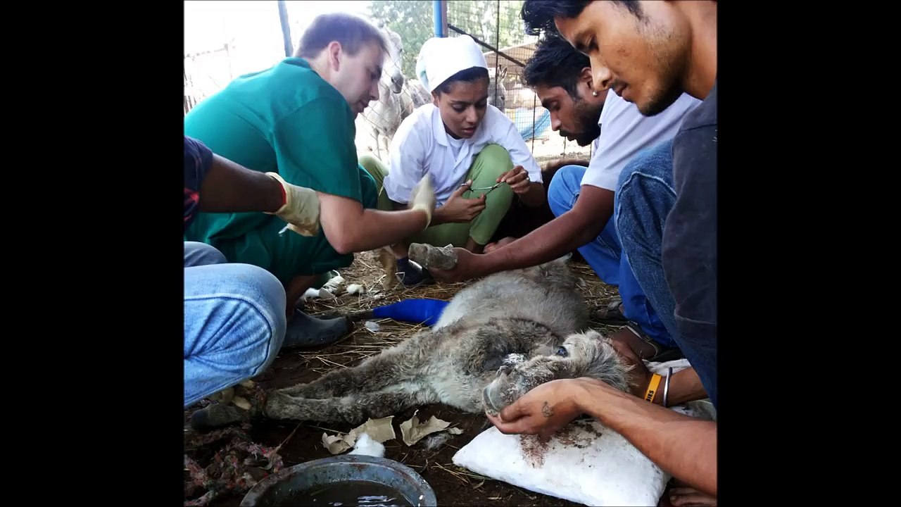 Baby Petal rescued and healing