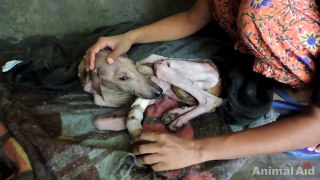 Amazing transformation of starving street dog too sick to eat