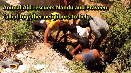 Cow rescued from ditch - watch compassion in action!