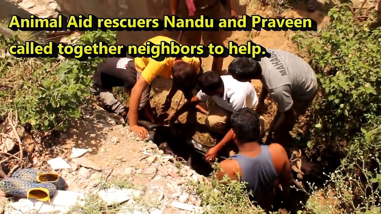 Cow rescued from ditch - watch compassion in action!