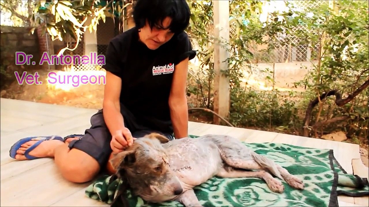 Dog rescued almost dead - watch what happened!