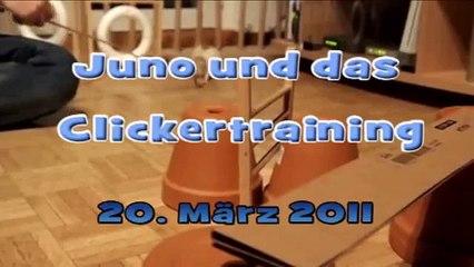 Juno und das Clickertraining am 20. Maerz 2011
