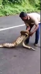 شاهد ما الذي إبتلعه هذا الثعبان