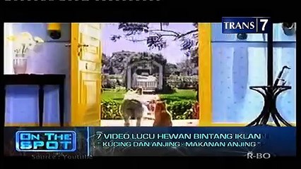 7 video lucu hewan bintang iklan - on the spot trans 7 terbaru_ By Toba.tv