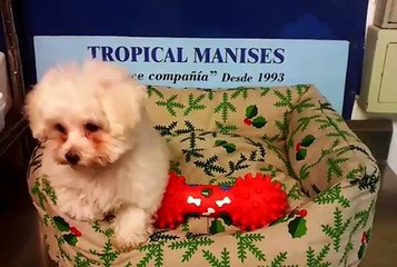 5113 Bichon Frise Hembra