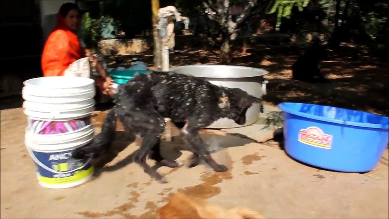 First steps for Daisy after injury