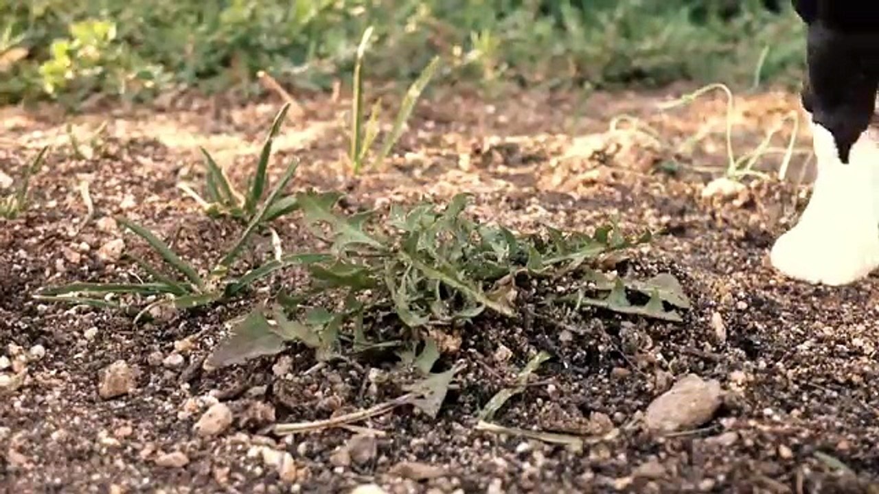 World At War Episode 1: The Beginning (Schleich Horse Movie)