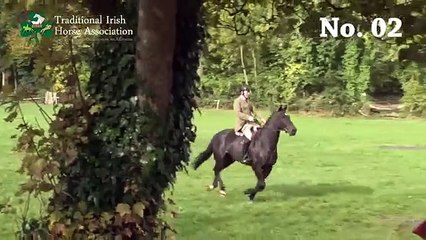 TIHA Hunter Show and Go 2015 - 02