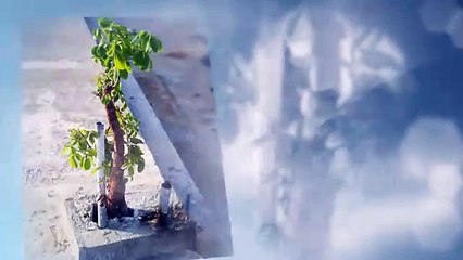 Limb ReModeling Review