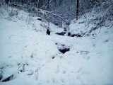 Winter retrieving by Labrador / Labrador aportuje w lesie