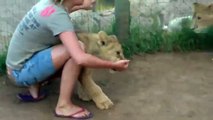 Young Lady Is Getting Mauled By Two Young Lions