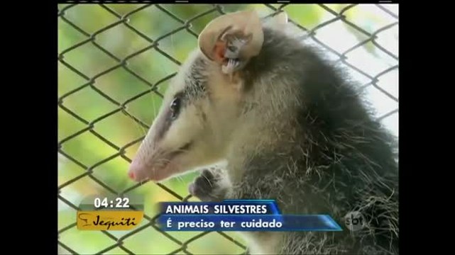 Fora do habitat natural, animais silvestres podem representar risco à saúde