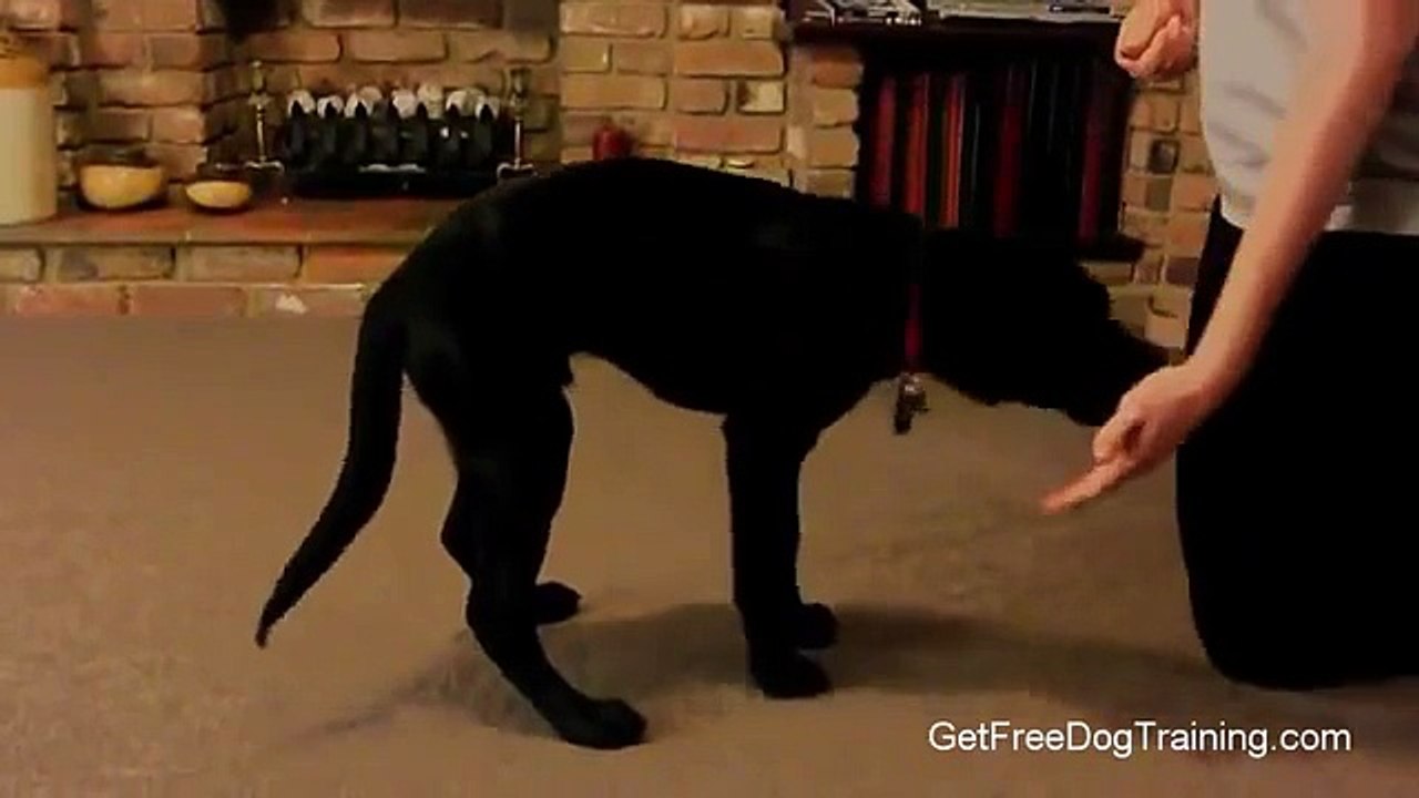 The Online Dog Trainer from Doggy Dan - How to Train a Puppy