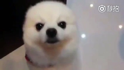 Poor little doggie has his ears move with the owner's temper