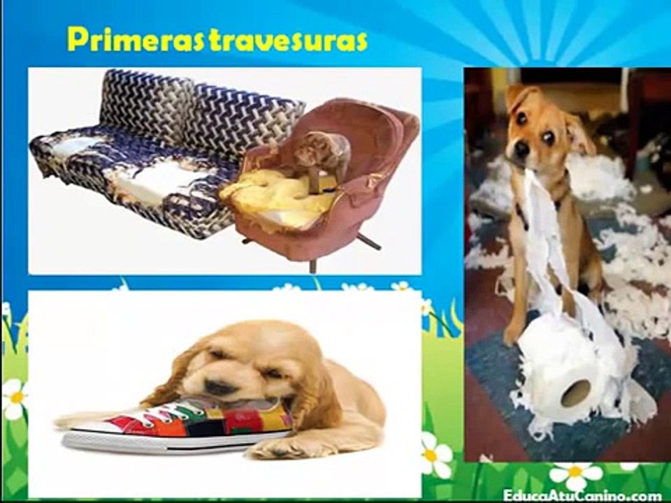 Como educar a un cachorro.mp4