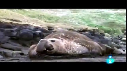 Descargar video: Documental de Ballenas Asesinas \