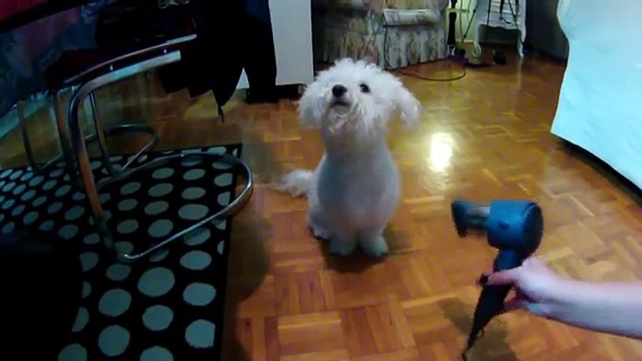 BICHON FRISE LUNA doesn't like hair drayer  -LUNA NE VOLI FEN