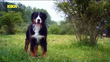 Löwenzähnchen 33 Keks und die salzige Leckerei – Schaf