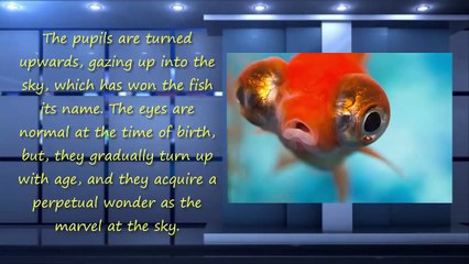 Top 10 Underwater CREATURES with Bizarre Appearance!