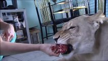 Tamed Lion Attack Man in the TV Lounge & Near to Kll Him. Man Survived Luckily