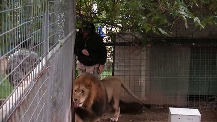 Lion Attack a Hug to this Guy in Love but nearly killed him