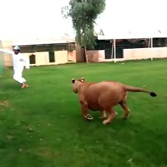 Lion almost eat arabic guy legs & still it was fun for all of his family memebers - very crazy video