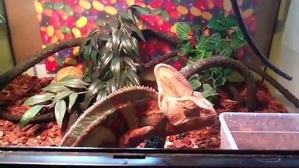 Veiled chameleon care guide. Part 1