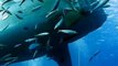 Deep Blue: Stunningly Large Great White Shark Filmed Off Guadalupe Island (video VIDEO)