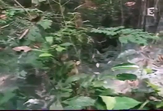 Les secrets des plus grandes araignées d\'afrique magnifique documentaire en français