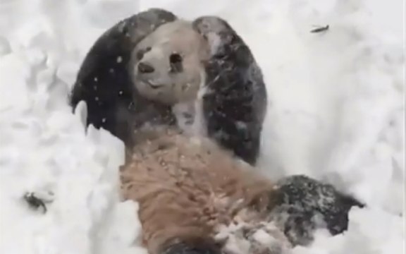 Tian Tian The Giant Panda Playing In The Snow