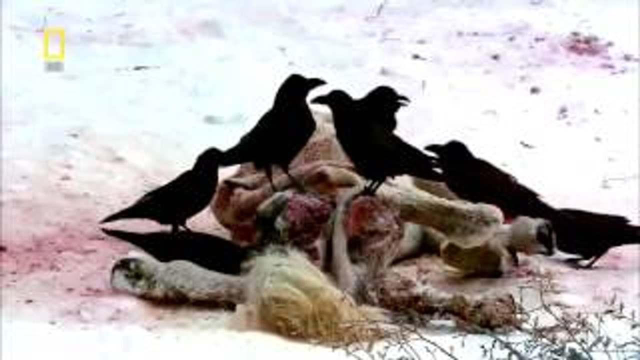 National Geographic National Geographic Animals Documentary HD Wild Animal Amazon