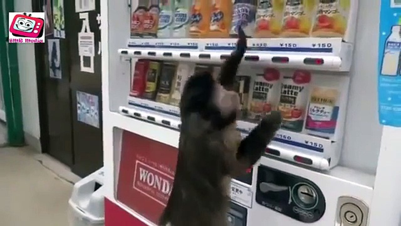 Top Funniest Monkeys Compilation 2014