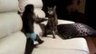 Monkey Vs Cat Epic Funny Video