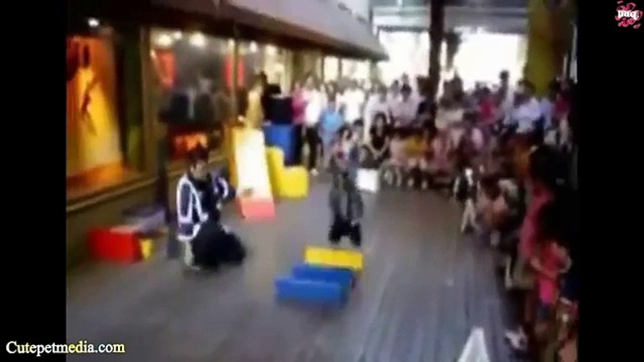 Funny Monkey Videos 2014