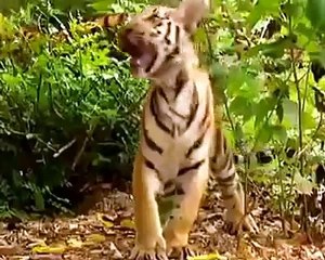 Smartest Gibbon defend his kingdom Very funny real animal fight video