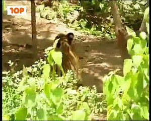 Monkey Funny Video Monkey trolls Tigers 2014 Funny News Bloopers