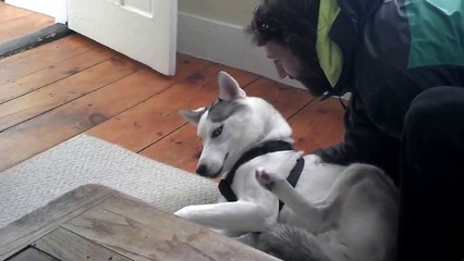 Cute Husky Says No to the Kennel