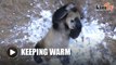 Sejuk melampau, Zoo China 'memanaskan' haiwan peliharaan
