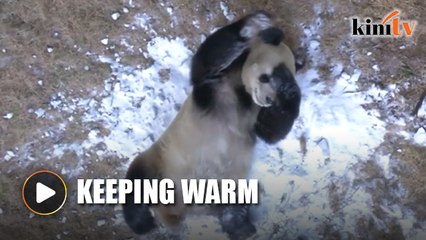 Sejuk melampau, Zoo China 'memanaskan' haiwan peliharaan