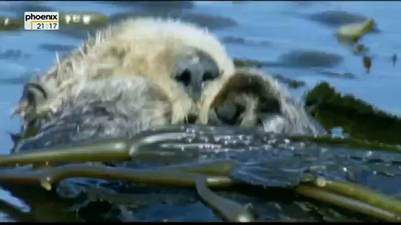 Big Sur - Kaliforniens wilde Küste (Doku)