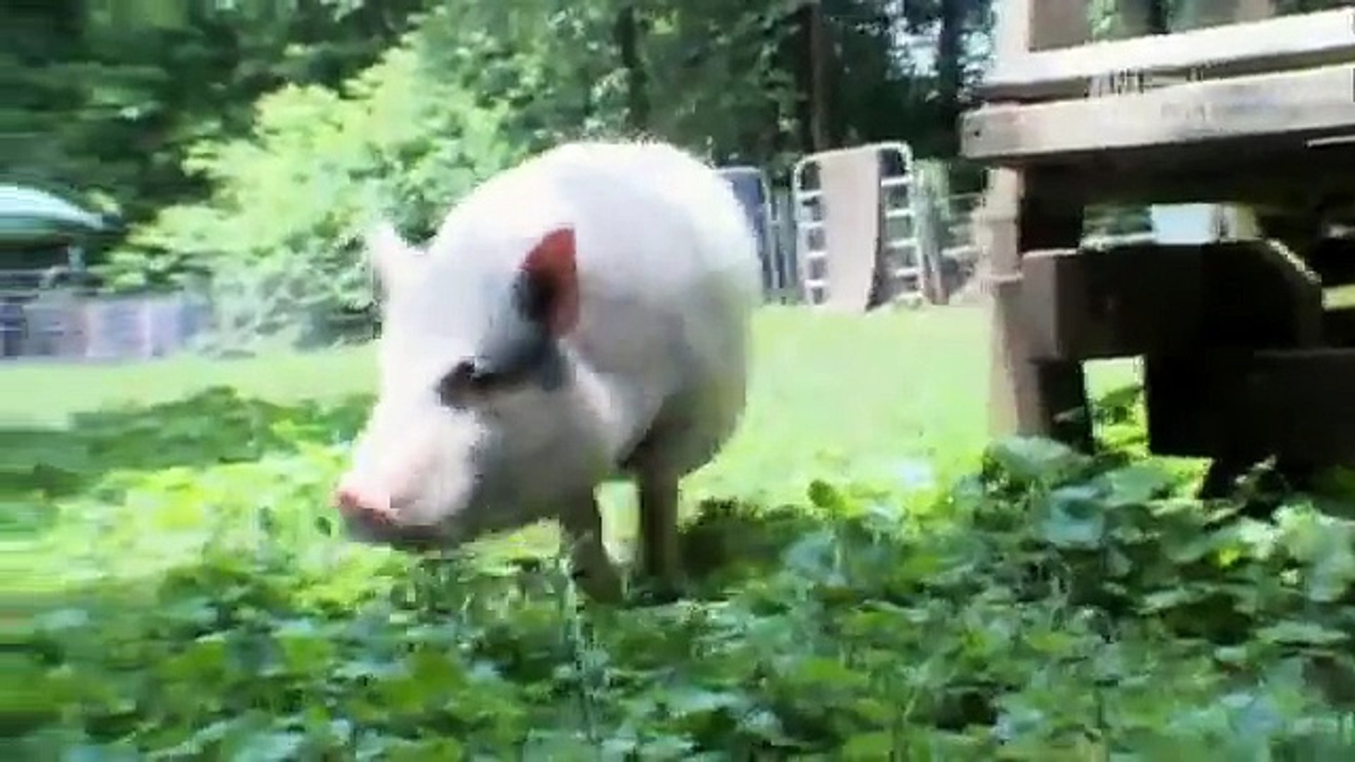 ⁣Pets 101- Pet Pigs
