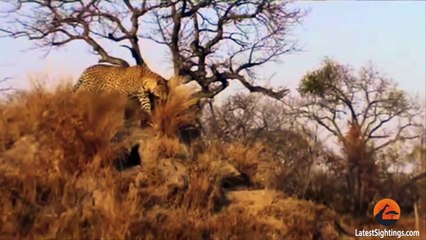 Leopard Kills Warthog in its Burrow - Stealth at its Best!