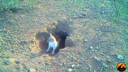 Black Backed Jackal Puppies at Den - August-September 2012 - Wilderness Safaris & Latest Sightings